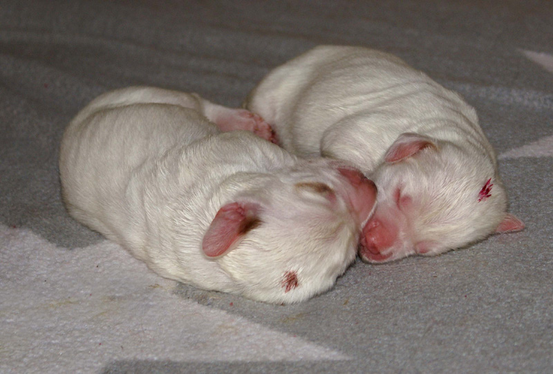 Vieno_Zorro_pups_3days_g