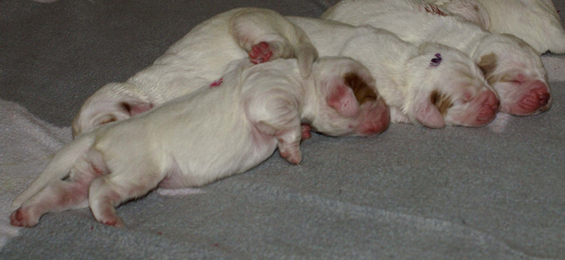 Vieno_Zorro_pups_3days_h