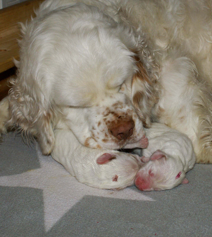 Vieno_Zorro_pups_3days_i