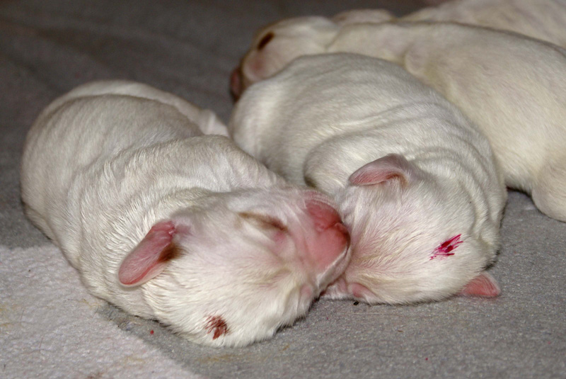 Vieno_Zorro_pups_3days_j