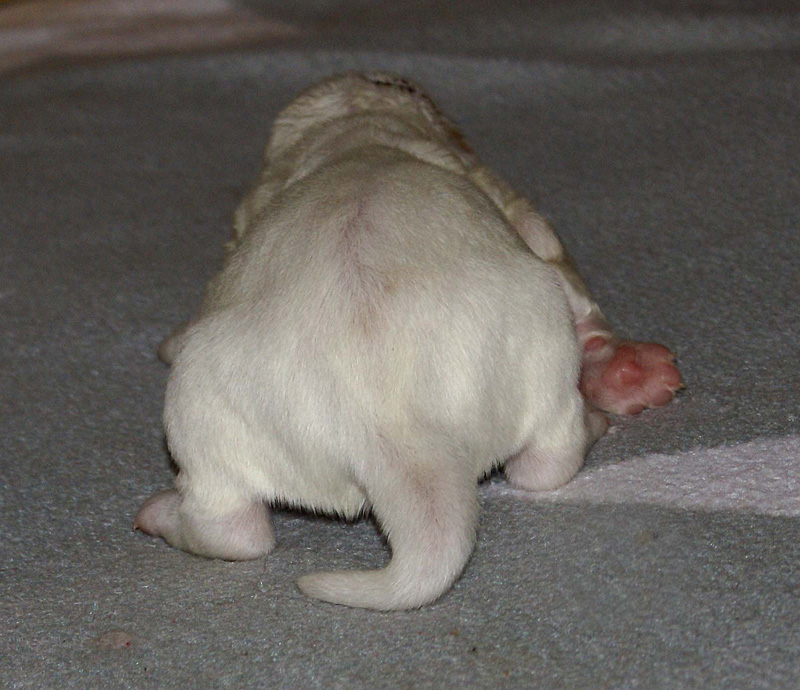 Vieno_Zorro_pups_3days_k