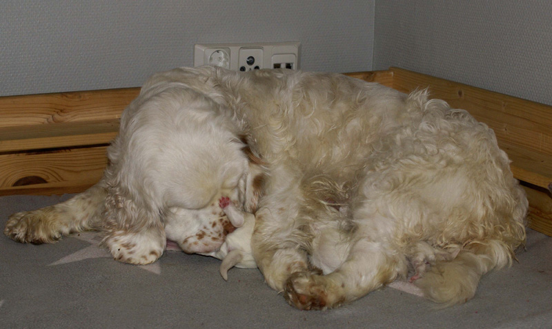 Vieno_Zorro_pups_3days_m