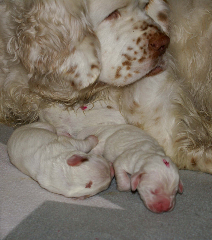 Vieno_Zorro_pups_3days_n