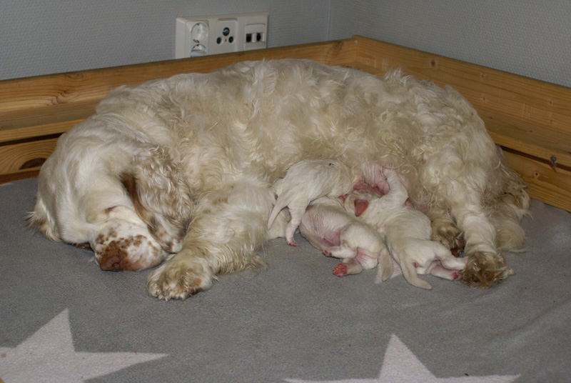 Vieno_Zorro_pups_3days_p