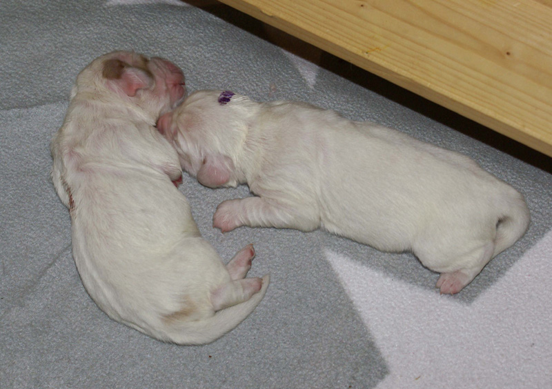 Vieno_Zorro_pups_3days_q