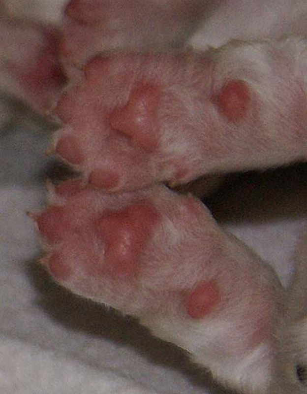 Vieno_Zorro_pups_3days_tassut