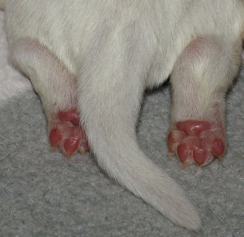 Vieno_Zorro_pups_3days_tassutB