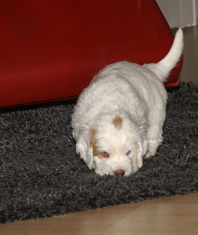 vieno_zorro_pups_4,5weeks_g