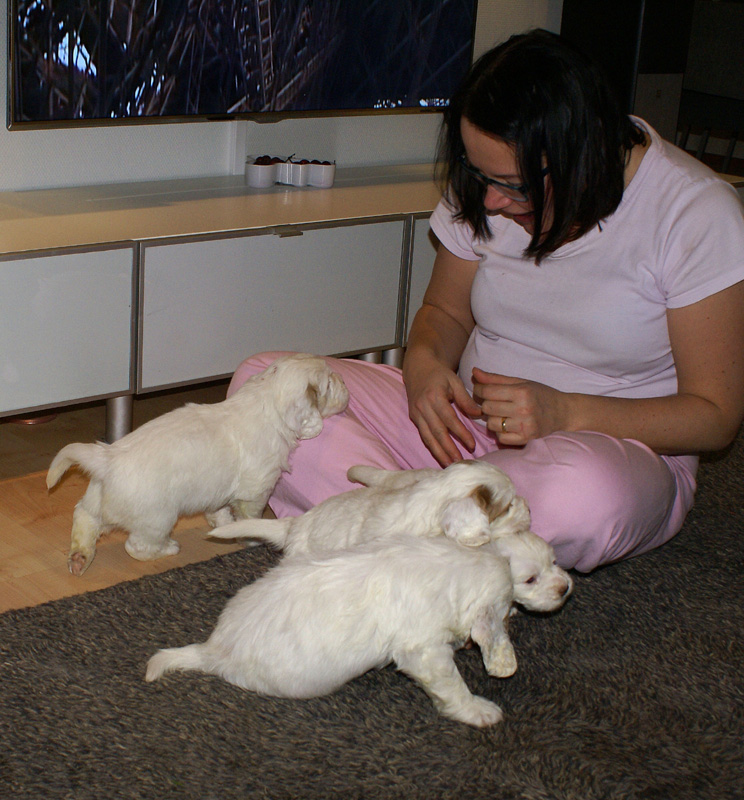 vieno_zorro_pups_4,5weeks_h