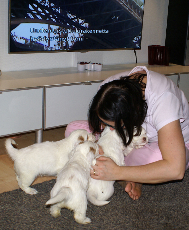 vieno_zorro_pups_4,5weeks_i