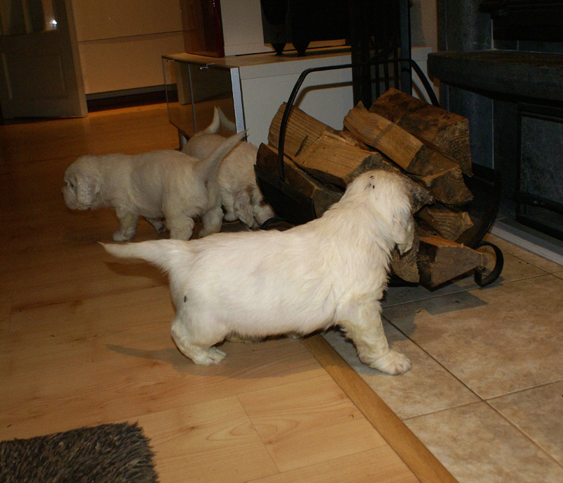 vieno_zorro_pups_4,5weeks_k