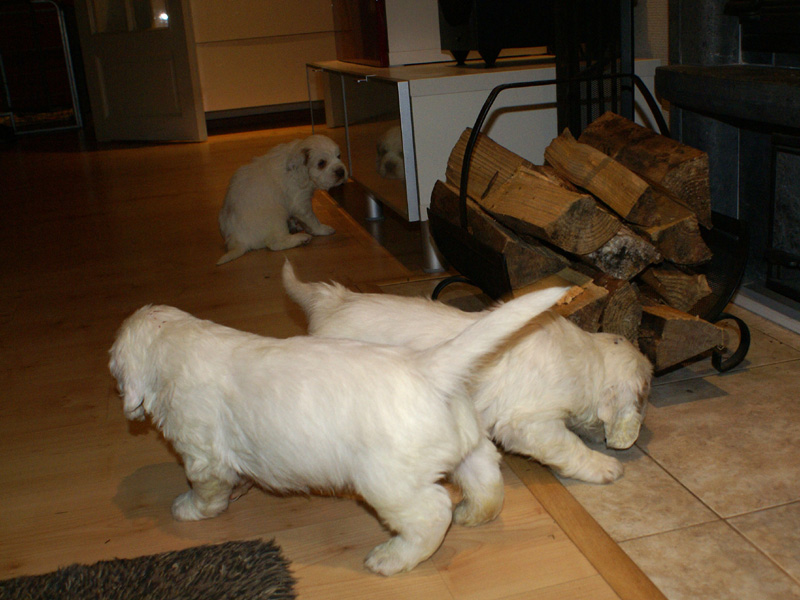 vieno_zorro_pups_4,5weeks_l