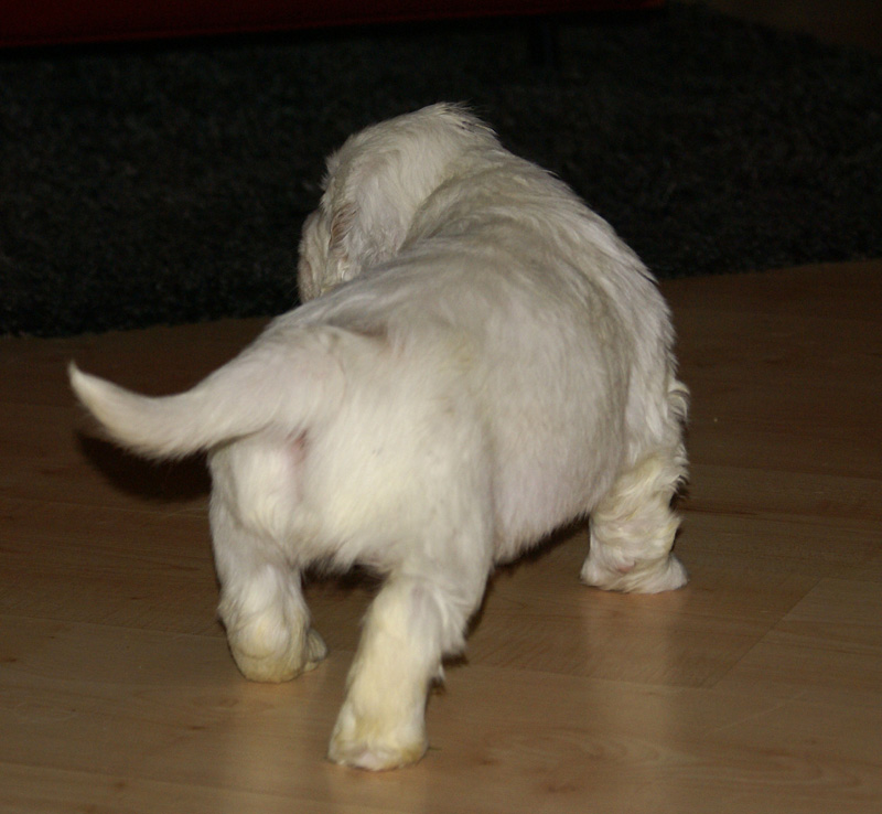 vieno_zorro_pups_4,5weeks_m