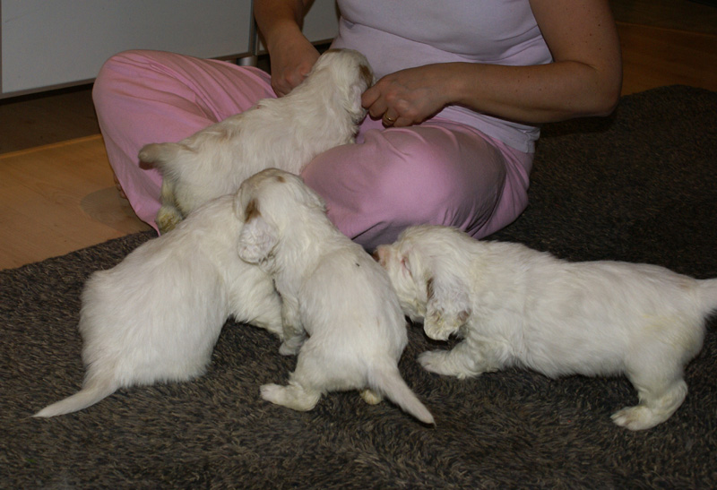 vieno_zorro_pups_4,5weeks_o