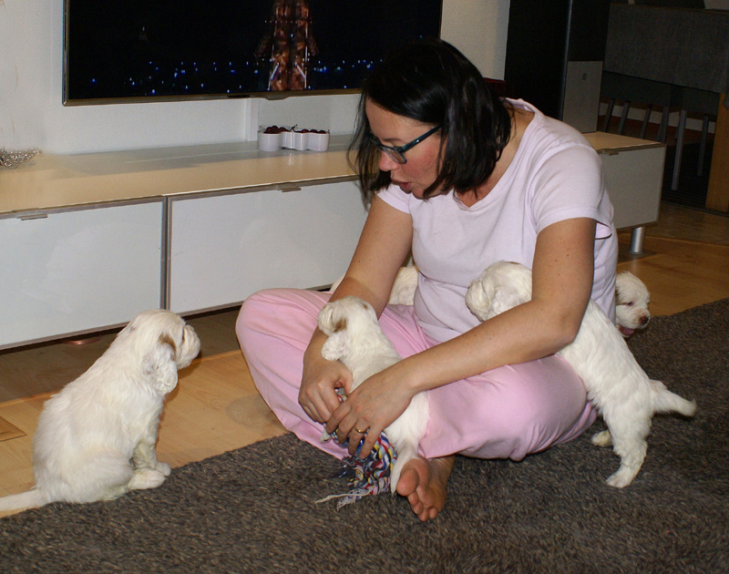 vieno_zorro_pups_4,5weeks_p