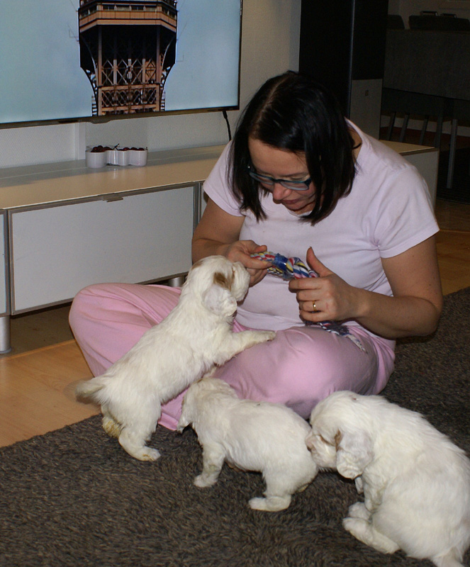 vieno_zorro_pups_4,5weeks_q