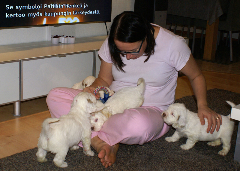 vieno_zorro_pups_4,5weeks_r