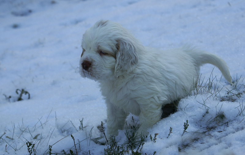 vieno_zorro_pups_5weeks_h