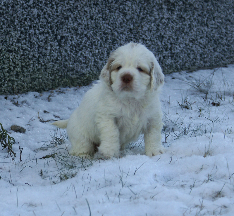vieno_zorro_pups_5weeks_i
