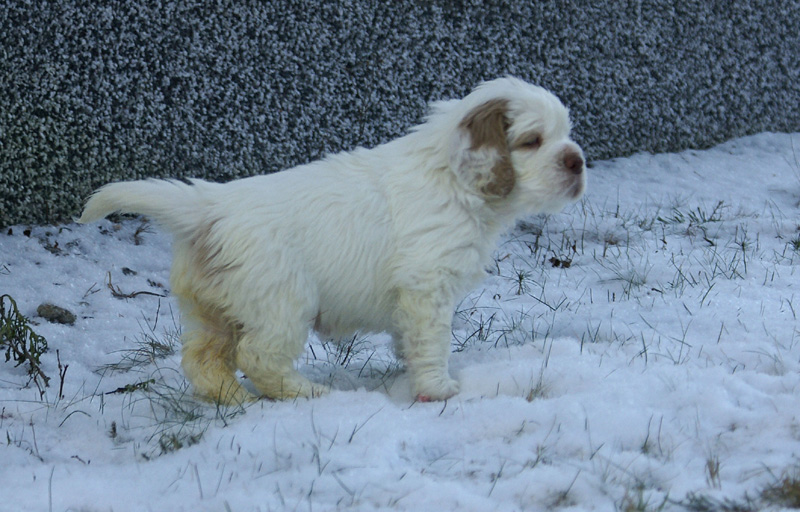 vieno_zorro_pups_5weeks_j