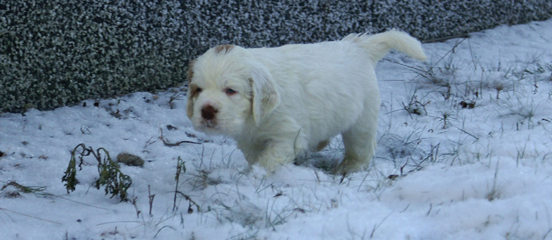 vieno_zorro_pups_5weeks_k