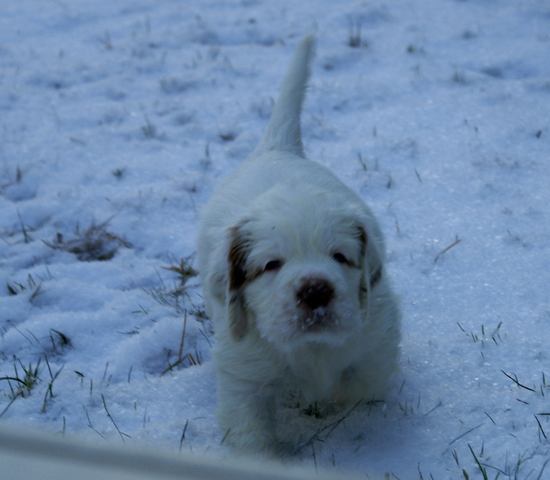 vieno_zorro_pups_5weeks_l