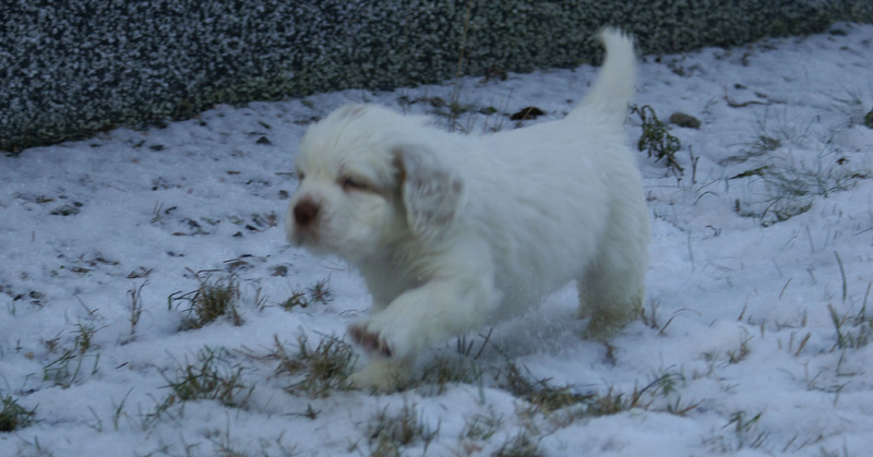 vieno_zorro_pups_5weeks_mm