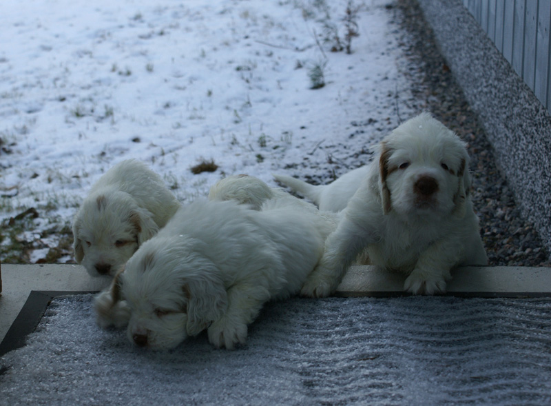 vieno_zorro_pups_5weeks_n