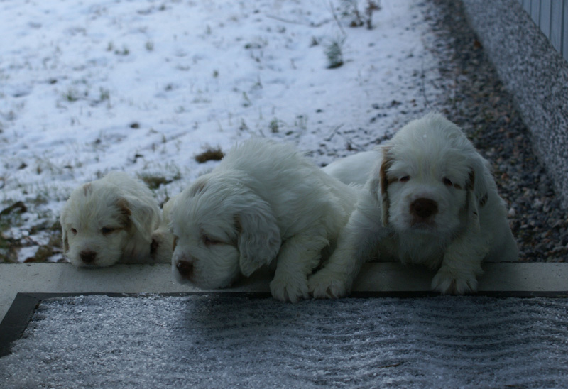 vieno_zorro_pups_5weeks_nn
