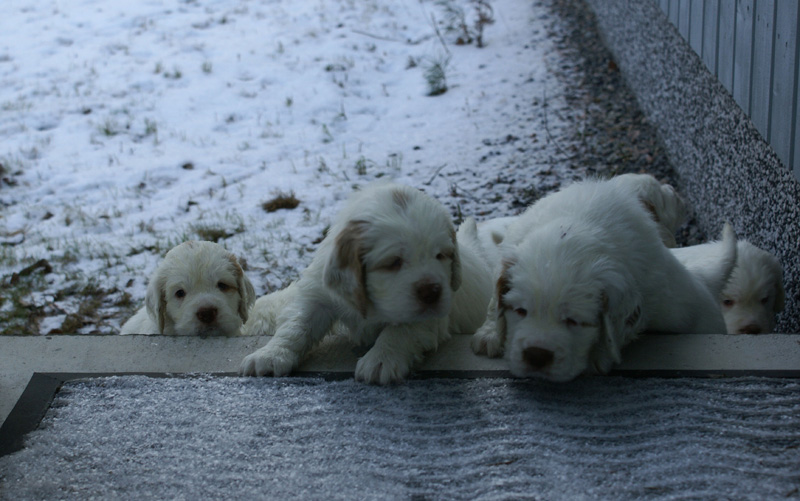 vieno_zorro_pups_5weeks_o