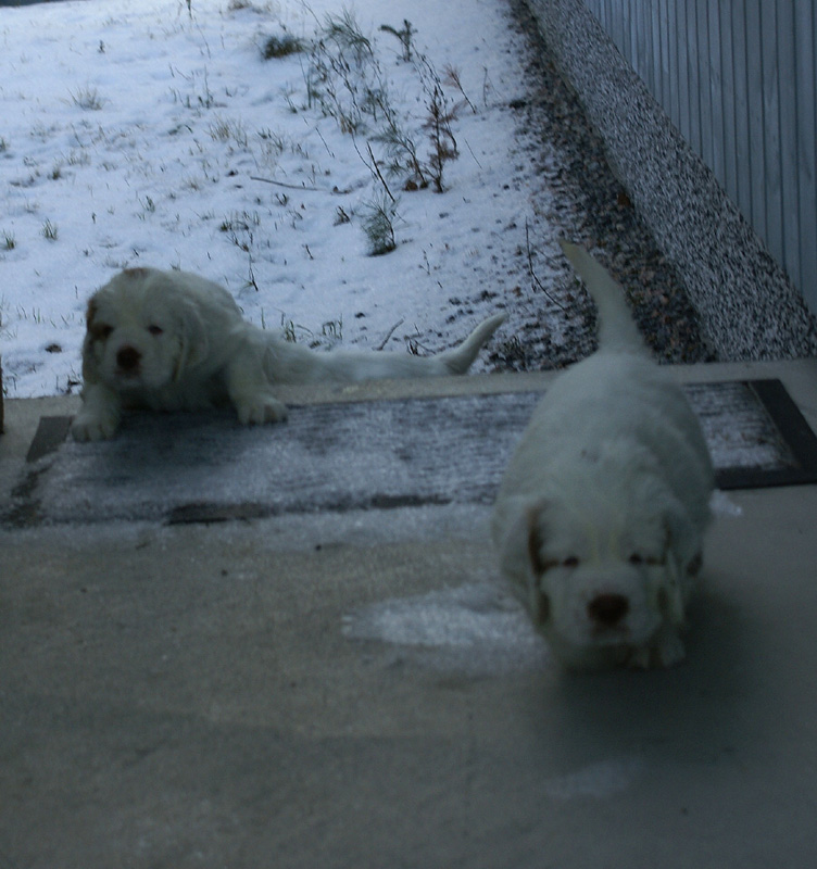 vieno_zorro_pups_5weeks_p