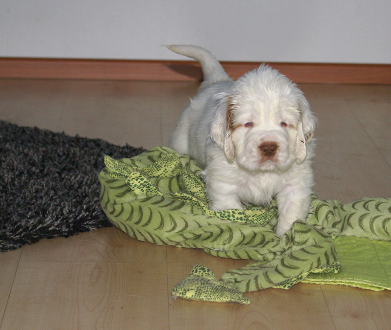 vieno_zorro_pups_5weeks_q