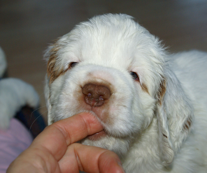 vieno_zorro_pups_5weeks_r