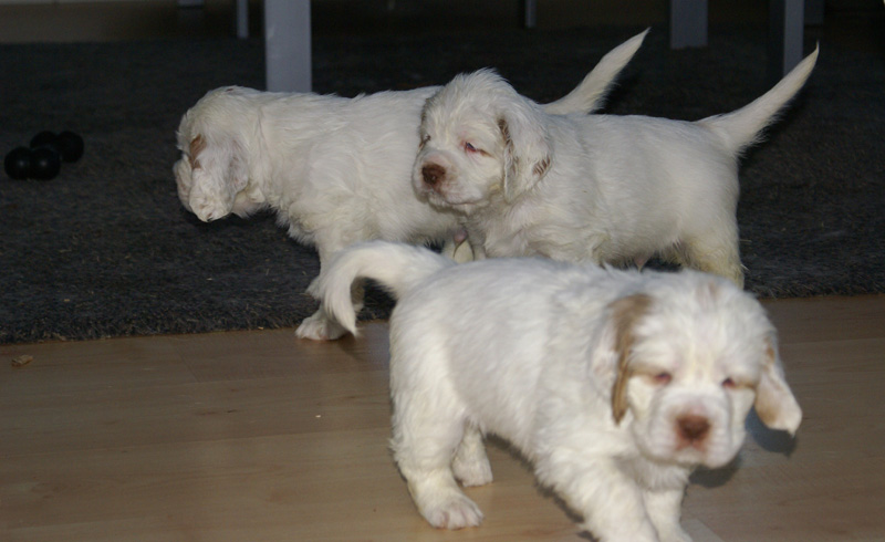 vieno_zorro_pups_5weeks_s