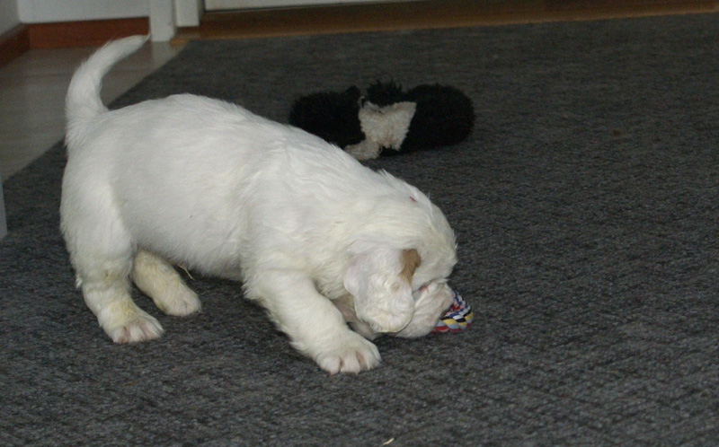 vieno_zorro_pups_5weeks_u