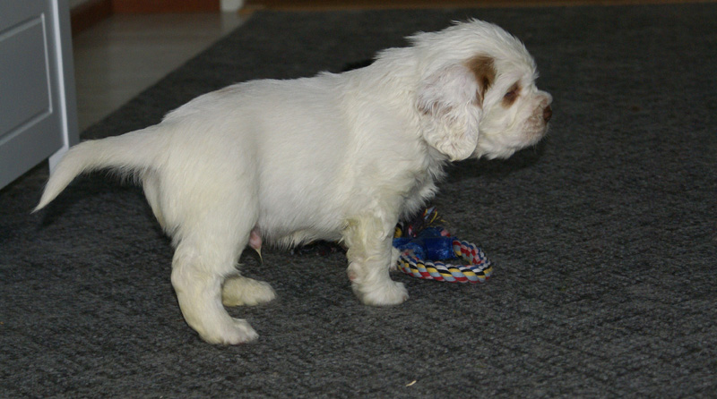 vieno_zorro_pups_5weeks_v