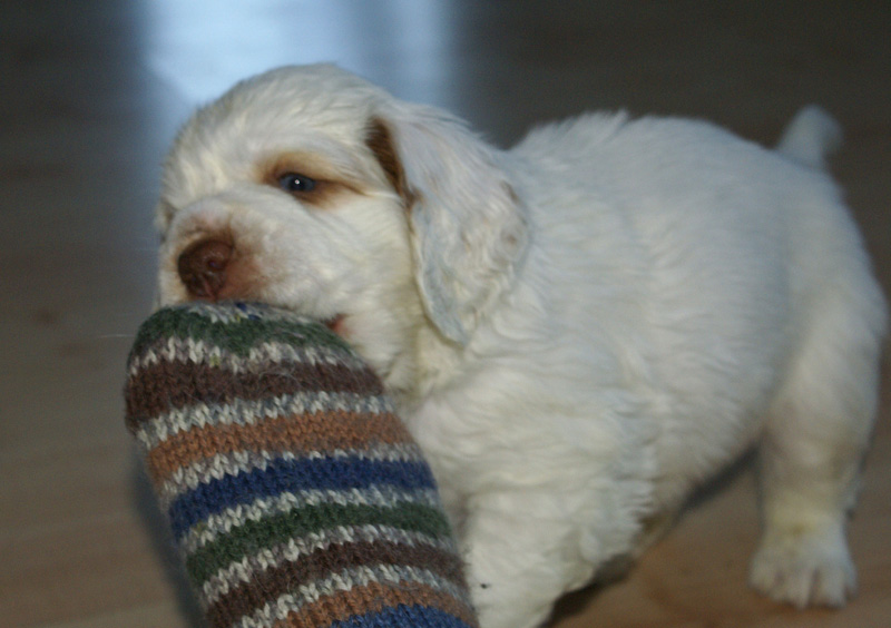 vieno_zorro_pups_5weeks_w