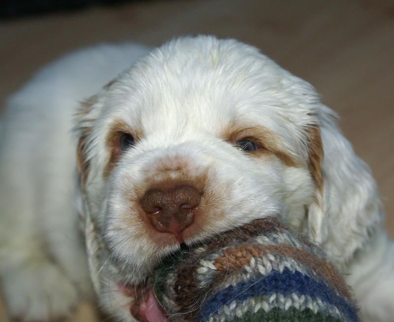 vieno_zorro_pups_5weeks_ww