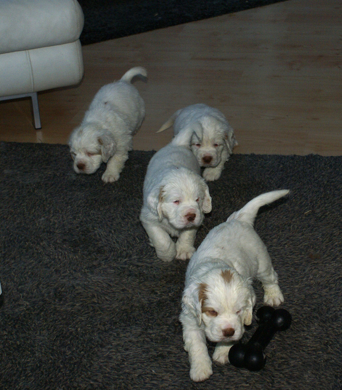 vieno_zorro_pups_5weeks_y