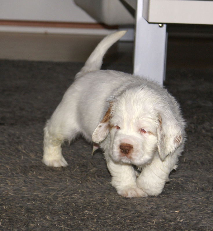 vieno_zorro_pups_5weeks_z