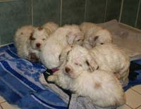 vieno_zorro_pups_4,5weeks_c