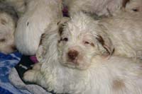 vieno_zorro_pups_4,5weeks_d