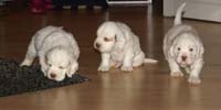 vieno_zorro_pups_4,5weeks_e