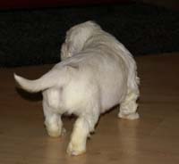 vieno_zorro_pups_4,5weeks_m