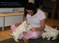 vieno_zorro_pups_4,5weeks_s