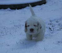 vieno_zorro_pups_5weeks_c