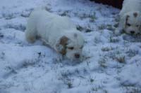 vieno_zorro_pups_5weeks_d