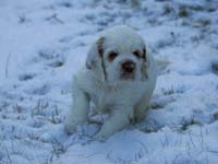 vieno_zorro_pups_5weeks_e