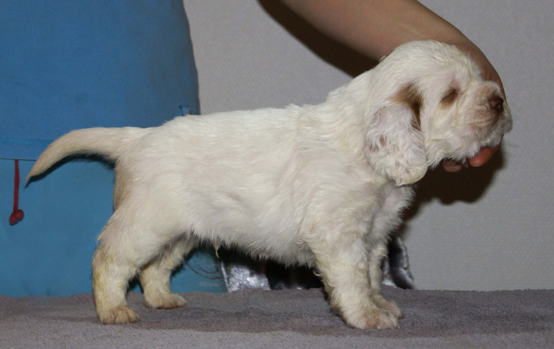 Vieno_Zorro_litter_4weeks_BoyBronze_a