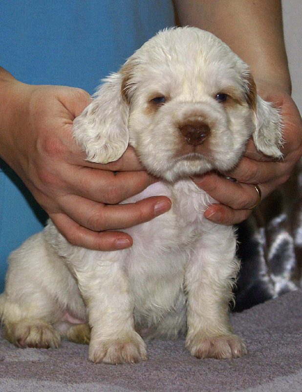 Vieno_Zorro_litter_4weeks_BoyBronze_b